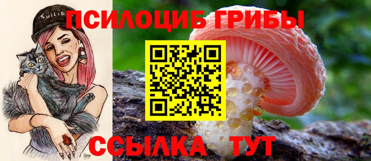 Галлюциногенные грибы Psilocybine cubensis Анжеро-Судженск